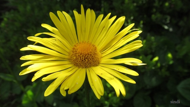 IMG_3582 a (640x360, 219Kb)