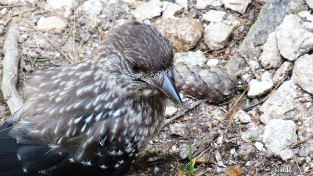 IMG_3611 a (640x360, 274Kb)