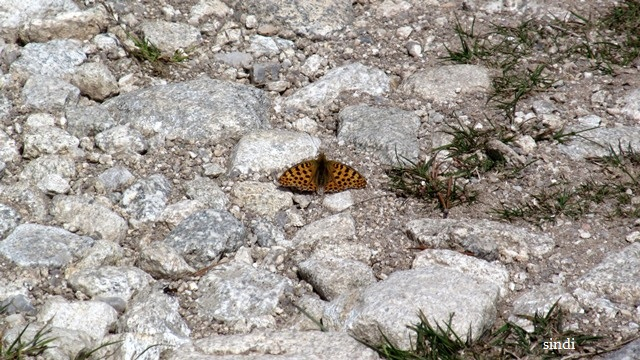 IMG_3597 a (640x360, 326Kb)