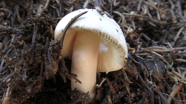 IMG_3617 a (640x360, 225Kb)