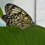 Превью 13437188_1751609391746868_320632565_n (640x640, 315Kb)