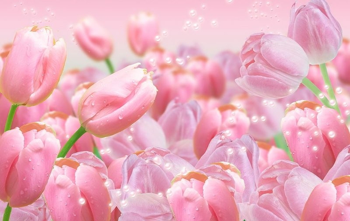 120285146_pink_tulips23 (699x441, 197Kb)