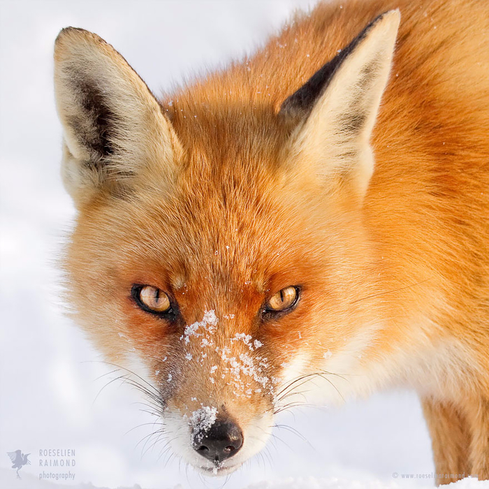 fox-faces-roeselien-raimond-snow (700x700, 565Kb)