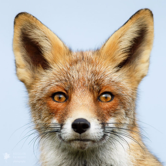 fox-faces-roeselien-raimond-ears (700x700, 475Kb)