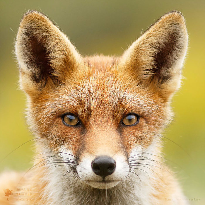 fox-faces-roeselien-raimond-hypno (700x700, 562Kb)