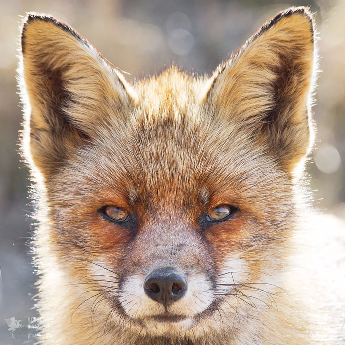 fox-faces-roeselien-raimond-older (700x700, 634Kb)