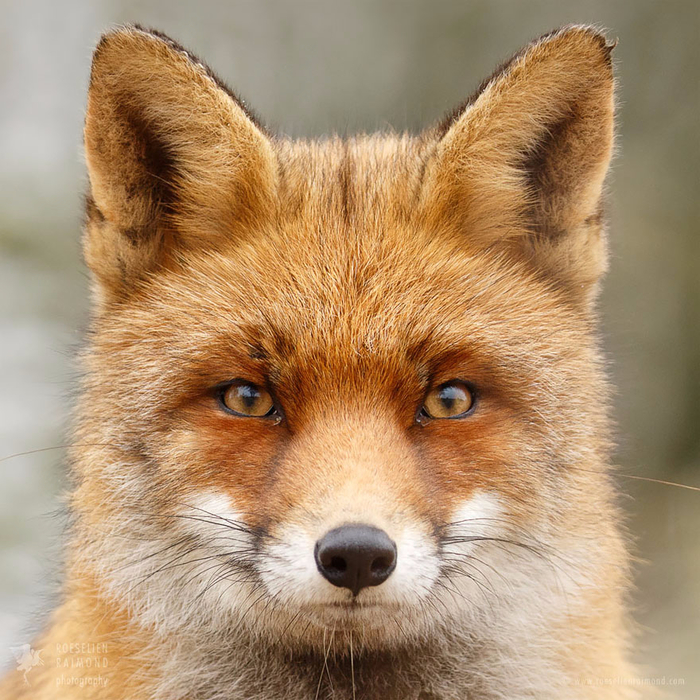 fox-faces-roeselien-raimond-red-mr-fox (700x700, 562Kb)
