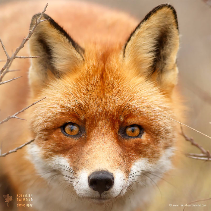fox-faces-roeselien-raimond-young (700x700, 508Kb)