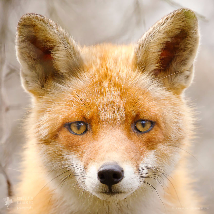 fox-faces-roeselien-raimond-red (700x700, 531Kb)
