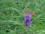 Превью DSC01775 (700x525, 533Kb)