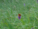 Превью DSC01771 (700x525, 581Kb)