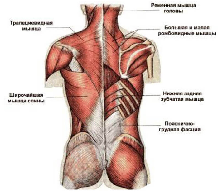 Поясничная мышца — утроба для почек (700x626, 210Kb)