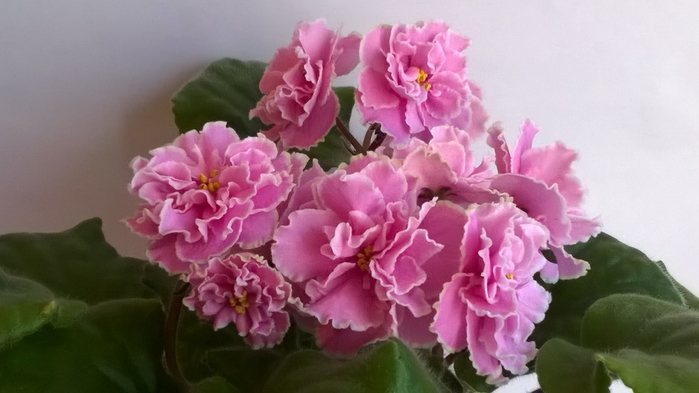 WP_20160728_15_31_31_Pro (700x393, 246Kb)