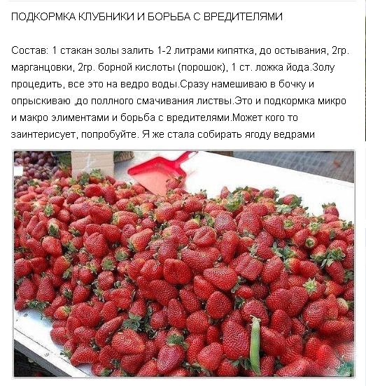 Уход за клубникой весной народные средства Уход за клубникой весной народные средства