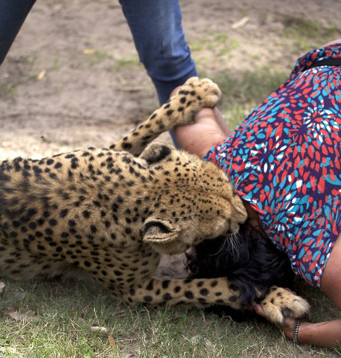 Когда животные атакуют: шокирующие факты и фотографии