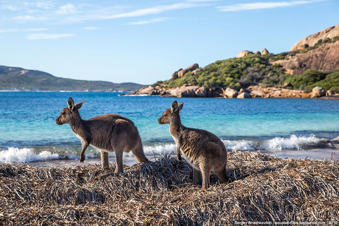 Lucky Bay 4 (700x466, 472Kb)