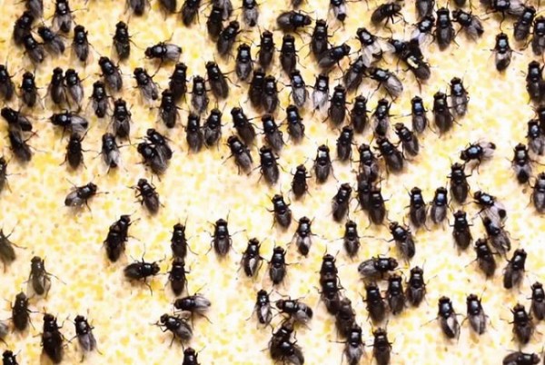 12 мухи (600x402, 87Kb)
