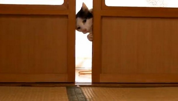 Cat_Door_1 (620x350, 24Kb)