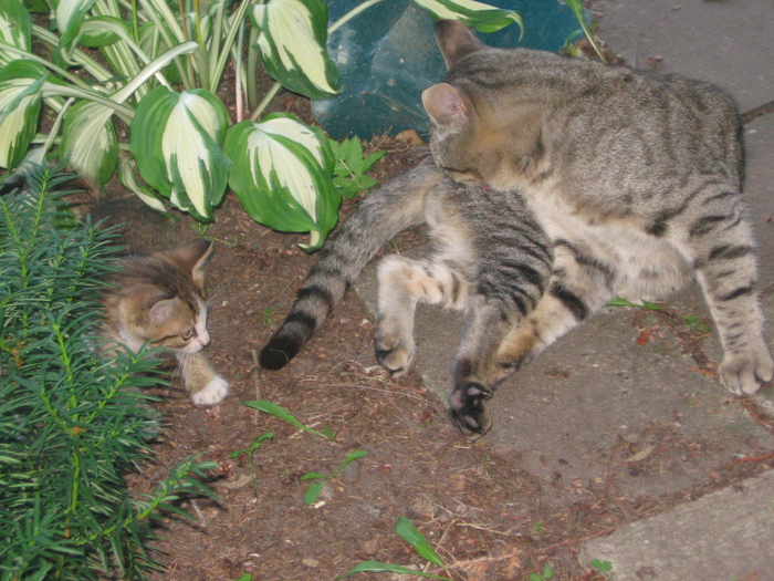 IMG_6555 (700x525, 535Kb)