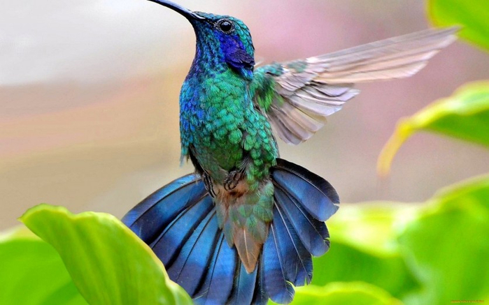 Photos-of-Hummingbird-02 (700x437, 279Kb)