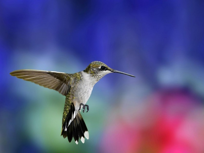 Photos-of-Hummingbird-04 (700x525, 203Kb)
