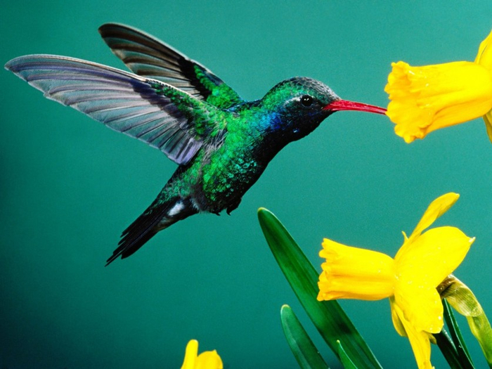 Photos-of-Hummingbird-06 (700x525, 349Kb)