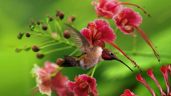 Photos-of-Hummingbird-08 (700x393, 247Kb)