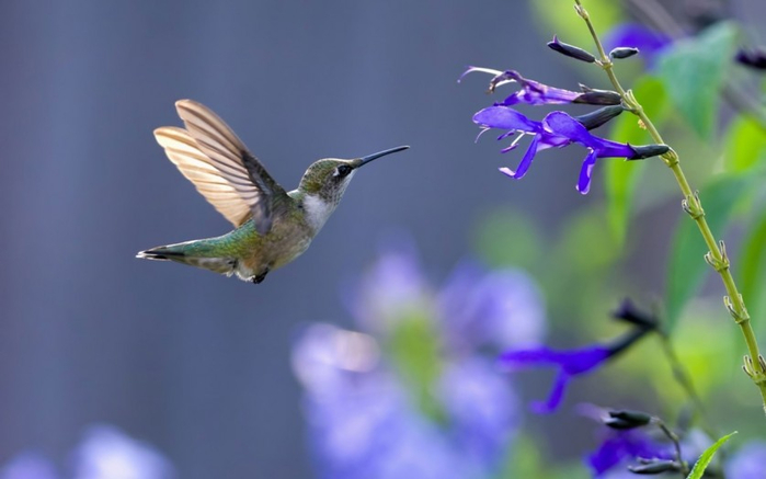 Photos-of-Hummingbird-10 (700x437, 193Kb)
