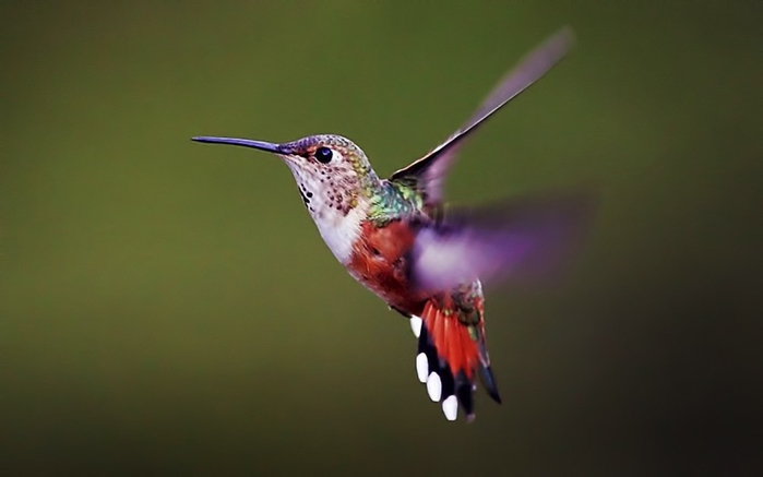 Photos-of-Hummingbird-12 (700x437, 142Kb)