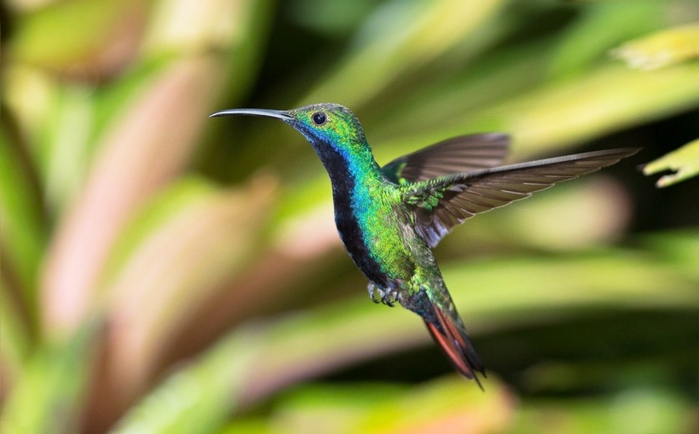 Photos-of-Hummingbird-16 (700x434, 242Kb)