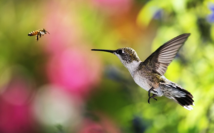 Photos-of-Hummingbird-18 (700x437, 209Kb)