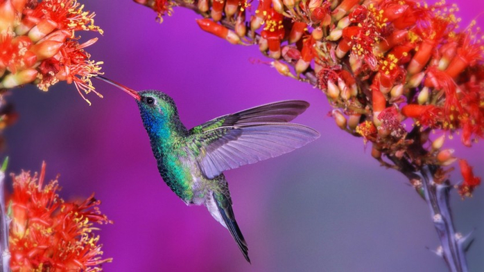 Photos-of-Hummingbird-20 (700x393, 286Kb)