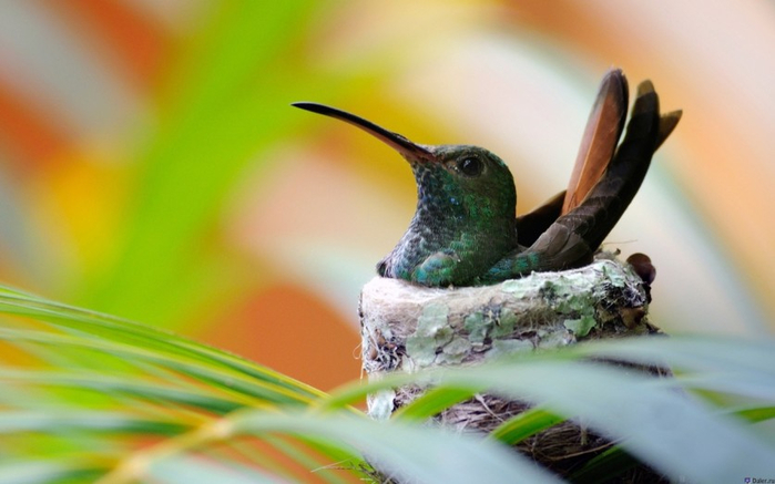 Photos-of-Hummingbird-22 (700x437, 257Kb)