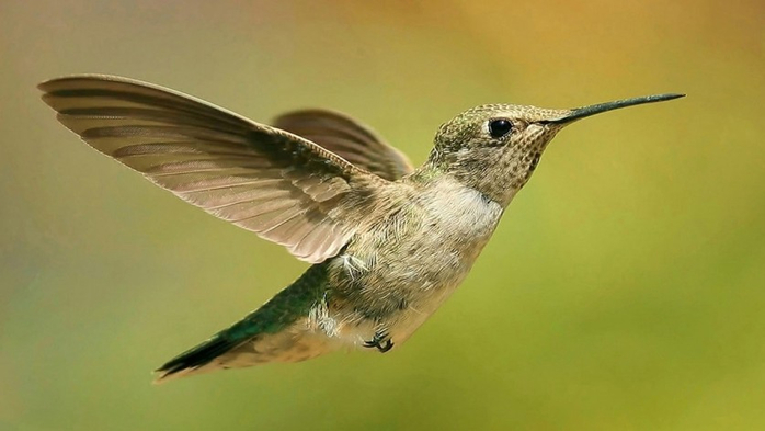 Photos-of-Hummingbird-26 (700x393, 190Kb)