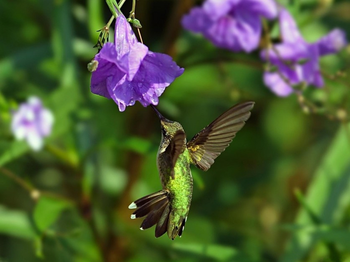 Photos-of-Hummingbird-28 (700x525, 294Kb)