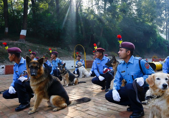 У индуистов есть целый фестиваль, чтобы благодарить собак за верность и преданность