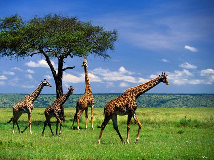 Детеныш леопарда и верблюда: 15 забавных фактов о жирафах
