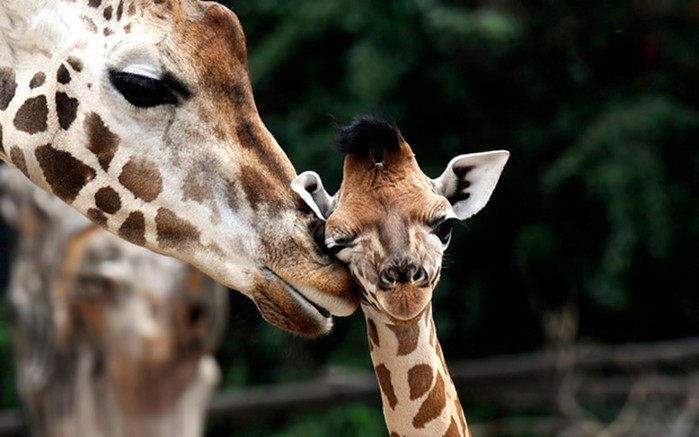 Детеныш леопарда и верблюда: 15 забавных фактов о жирафах