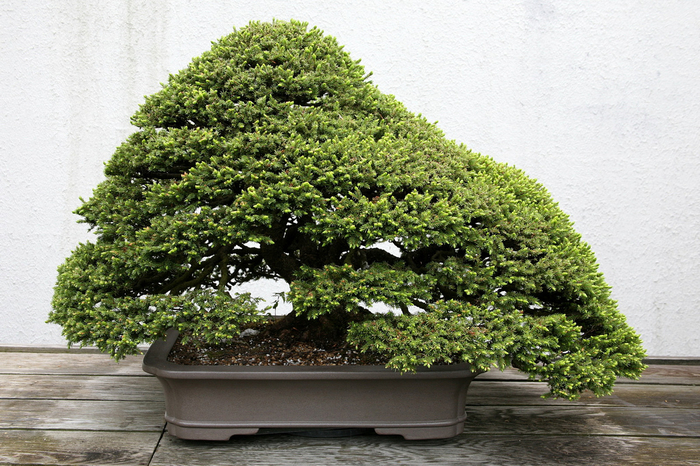 bonsai_32 (700x466, 476Kb)