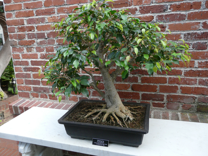 bonsai23 (700x525, 609Kb)