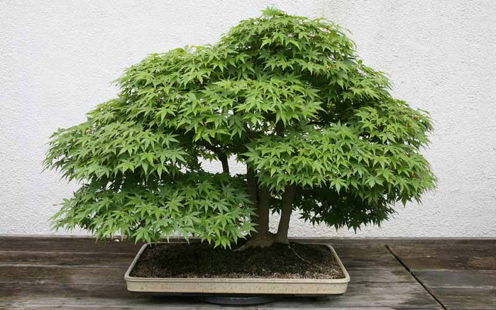 bonsai5 (700x437, 328Kb)