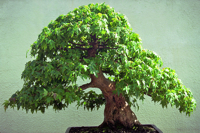 bonsai7 (700x466, 614Kb)
