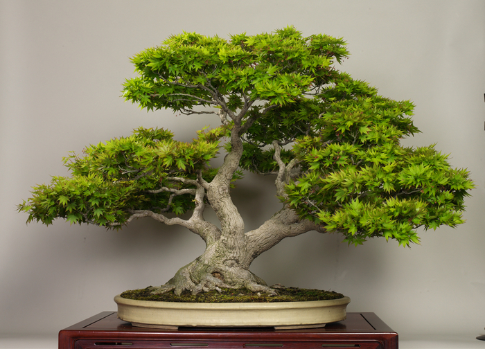 bonsai9 (700x504, 455Kb)