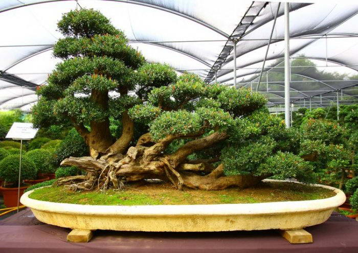 bonsai13 (700x495, 366Kb)