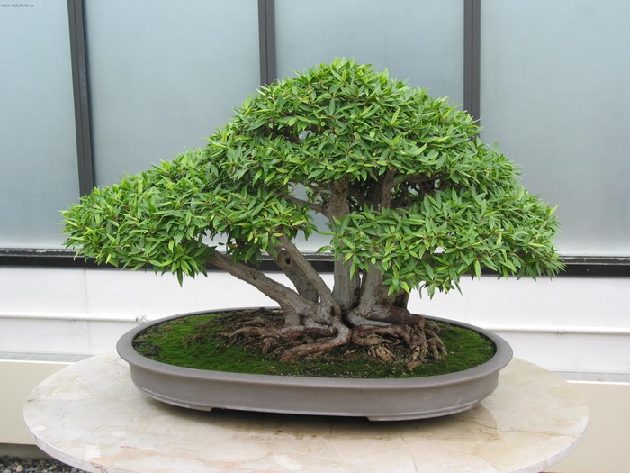 bonsai15 (700x525, 317Kb)