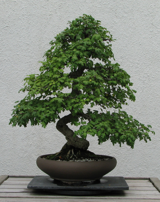 bonsai17 (555x700, 516Kb)