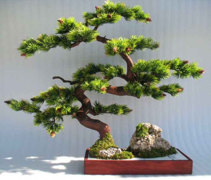bonsai19 (700x598, 399Kb)