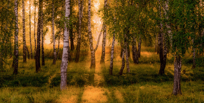 5739725_large (700x354, 231Kb)