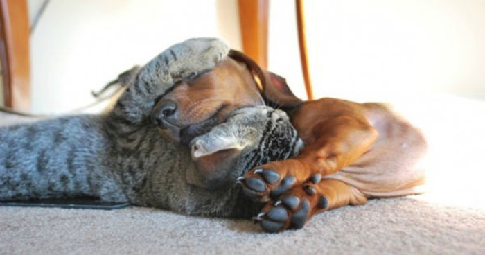 Запретная любовь! Фото 20 котов, которые по уши втрескались в собак