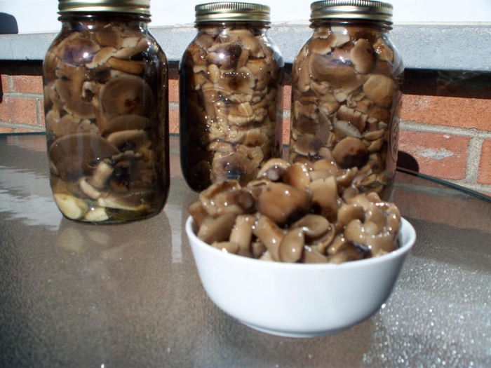 5808648_image_2 (700x525, 262Kb)